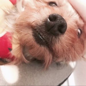 Meet your Posher, Hyun